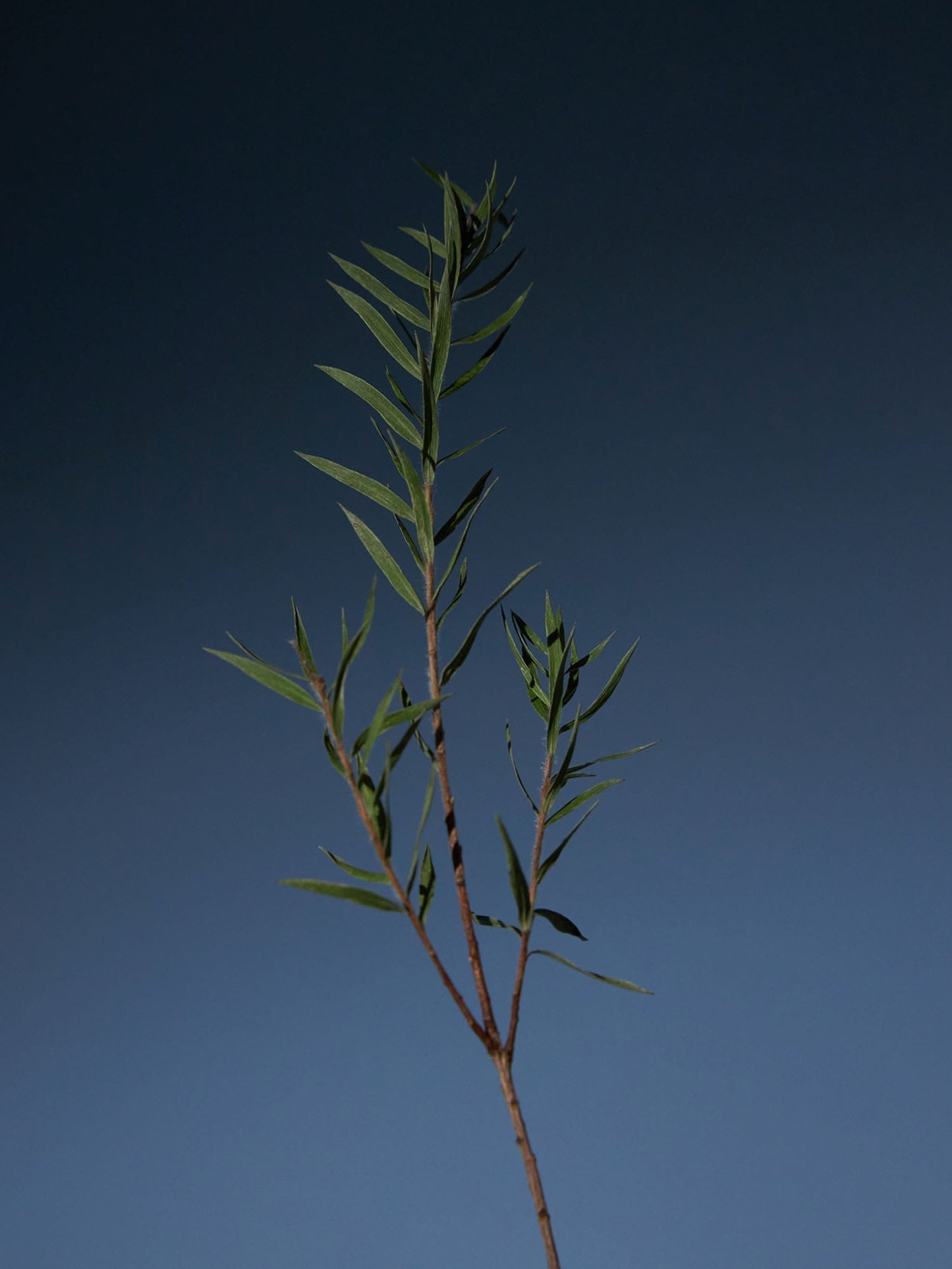 Tea Tree Purifying Tonic