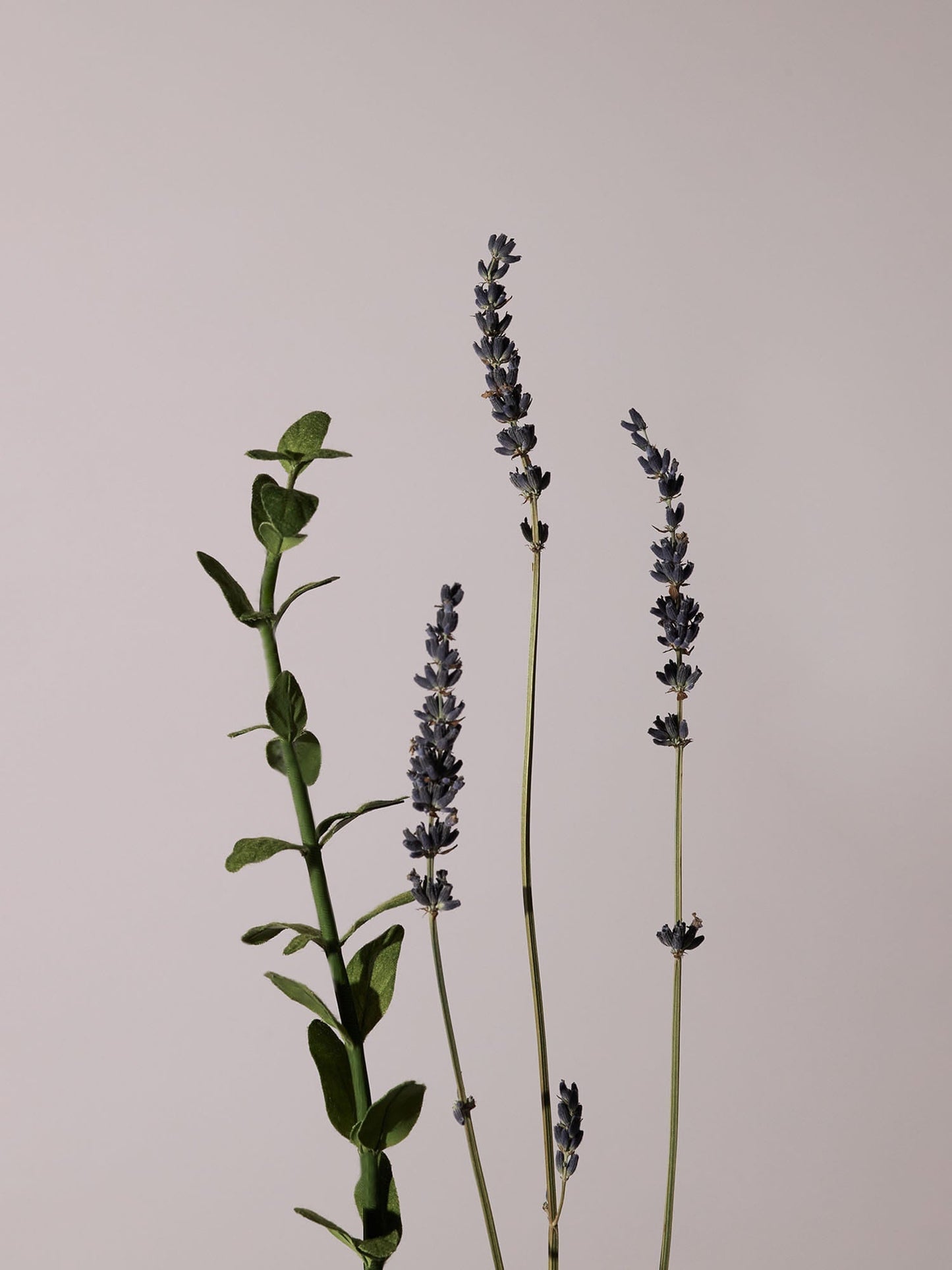 Serene Body Oil Lavender & Marjoram