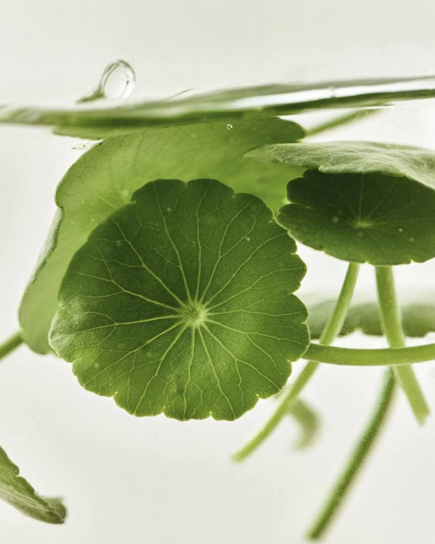 Light On Serum : Centella + Vitamin C