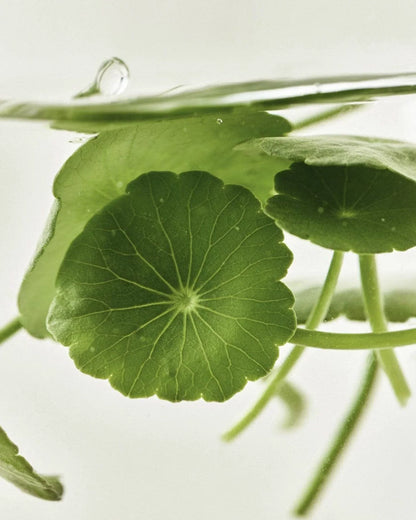 Light On Serum : Centella + Vitamin C