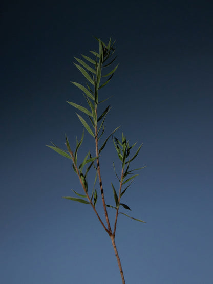 Tea Tree Purifying Tonic
