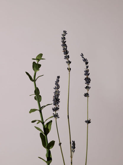 Serene Body Oil Lavender & Marjoram